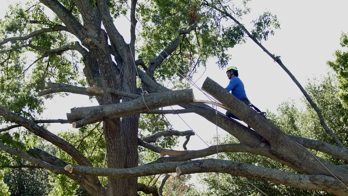 Professional Hazardous Tree Removal performed by certified arborists in Gleason
